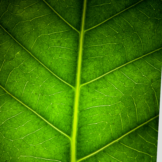 Light energy for photosynthesis physics lesson for kids